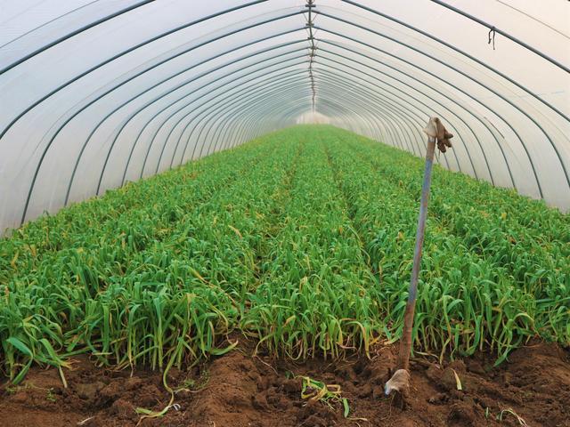 亚新体育农民种植一种蔬菜4亩收入40000元农民大叔分享种植秘诀(图2)