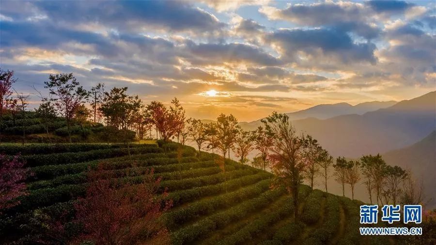 云之美 | 无量山樱花谷:茶园泛绿 樱花似霞