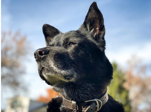 癌症離小動物不遠了，救援犬因身患癌症離世，只因錯過救命藥 寵物 第3張