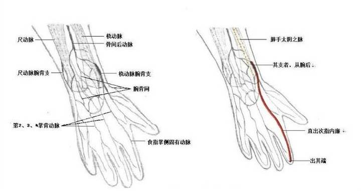 手外科医生:血管上的"工程师"