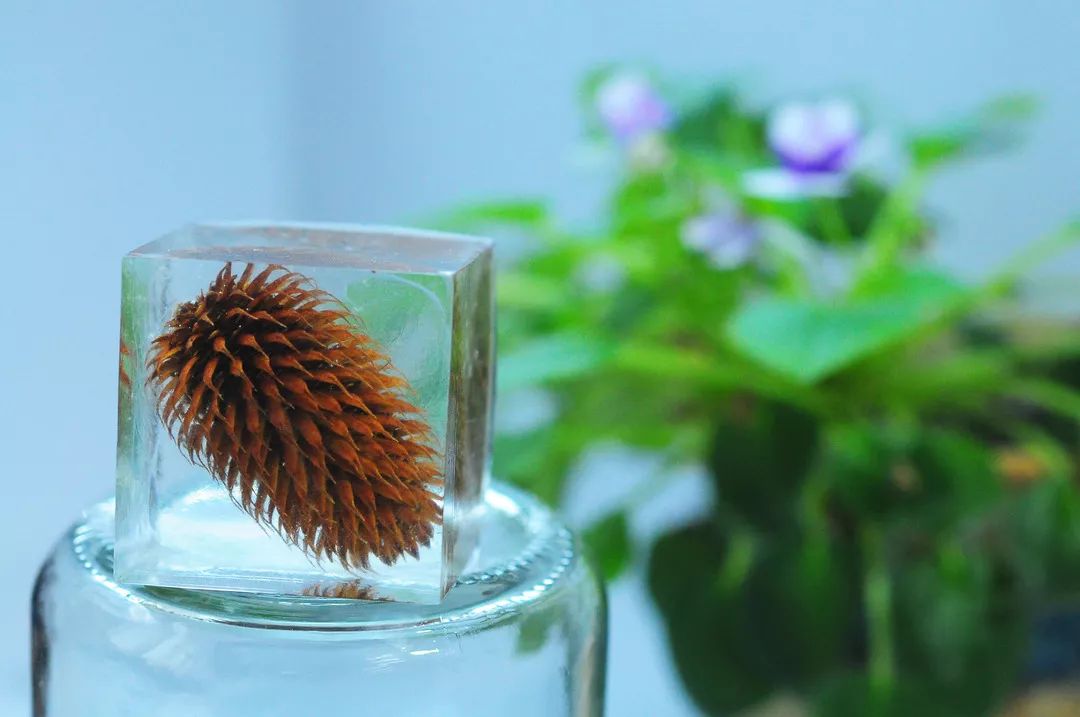 化香果实滴胶南酸枣 choerospondias axillaris漆树科anacardiaceae南