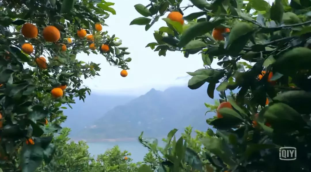 中国第一部植物纪录片!董卿为它献声,王石为它