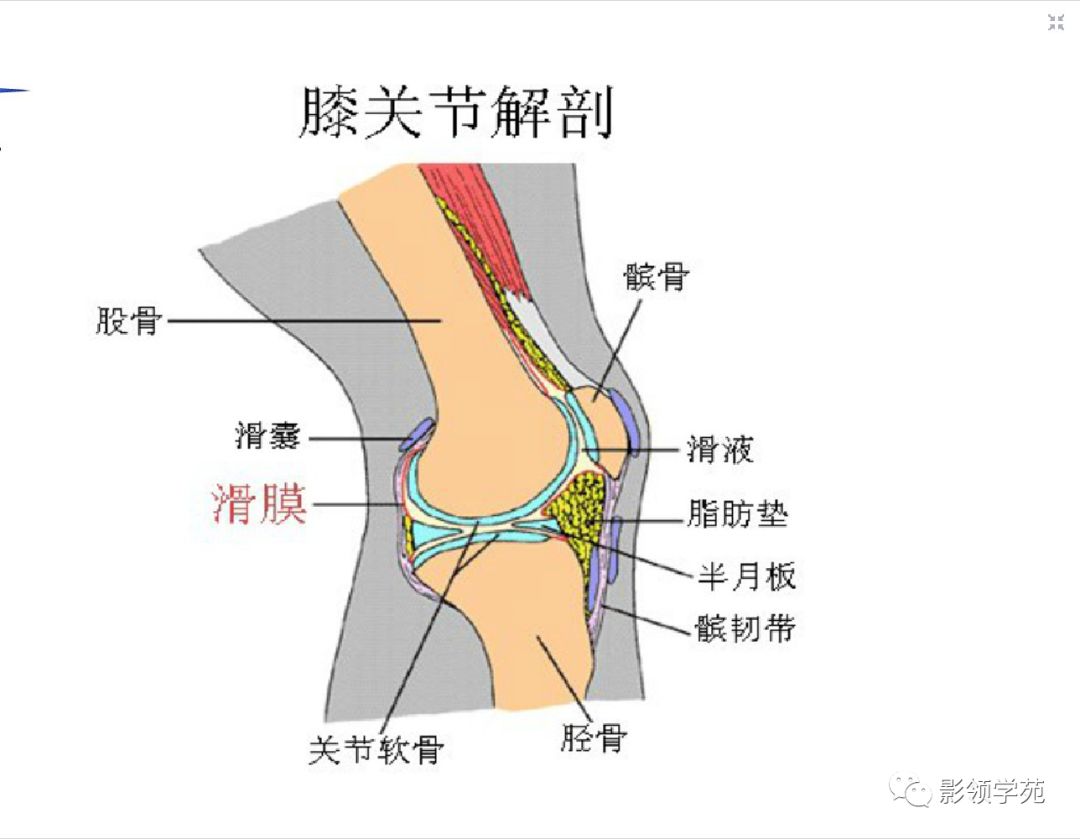 一,髌上囊二,髌前滑囊髌前滑囊较大,位于髌骨之前的皮下,在髌骨的下半