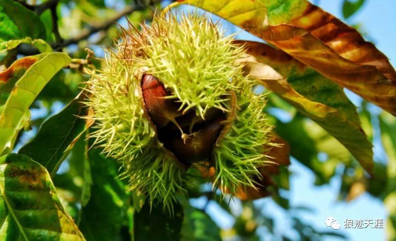 坚果是什么植物 f584a192f9374013a9fc224c7ce2d93d.jpeg