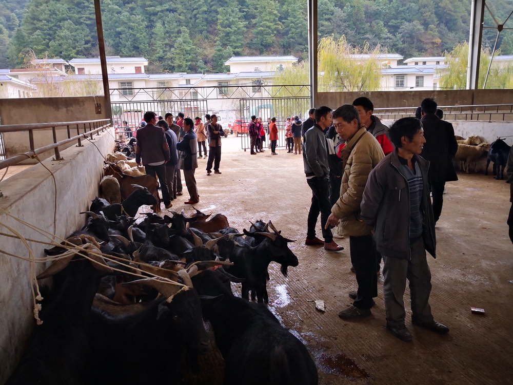 凉山会东"双黑"美食节即将登场 堵格镇黑山羊备受青睐