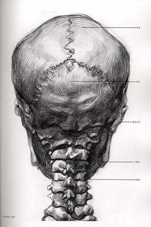美术生必备头骨肌肉干货,掌握这些足够了 _结构