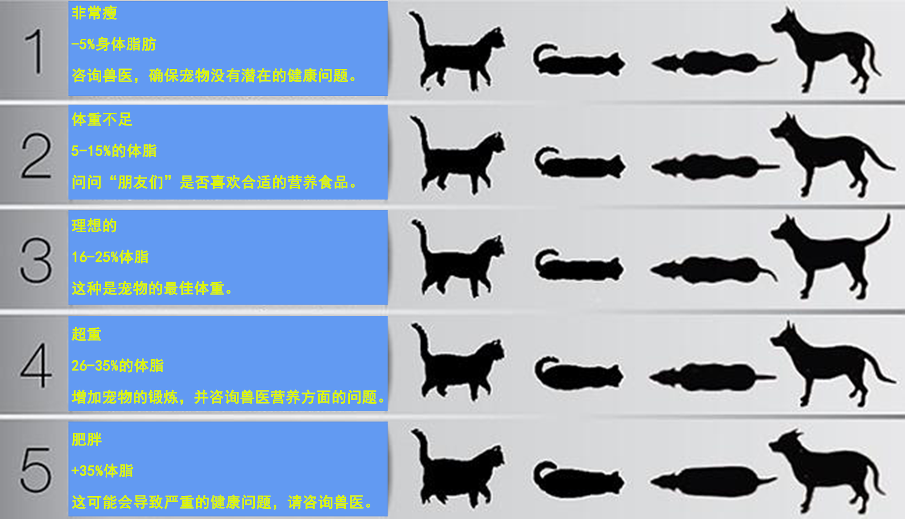 猫身体构造图解 万图壁纸网