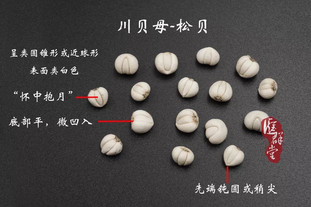 川贝母按性状不同分别习称"松贝"青贝"炉贝"和"栽培品.