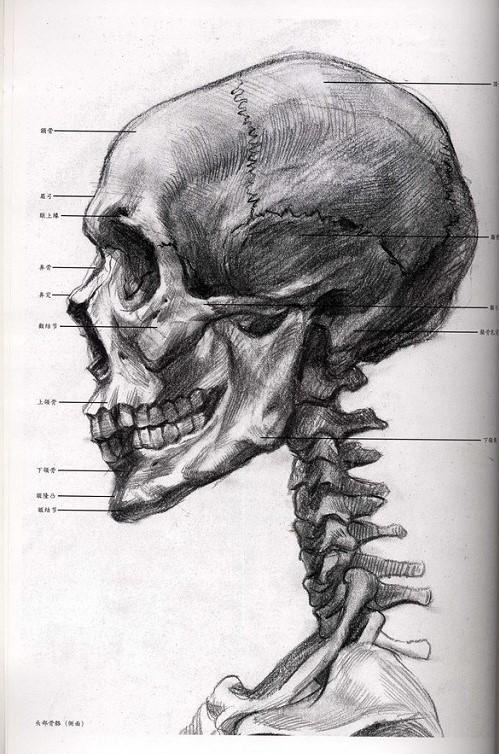 一定要仔细刻画把握细节,多理解头骨结构有利于素描头像中的转折起伏