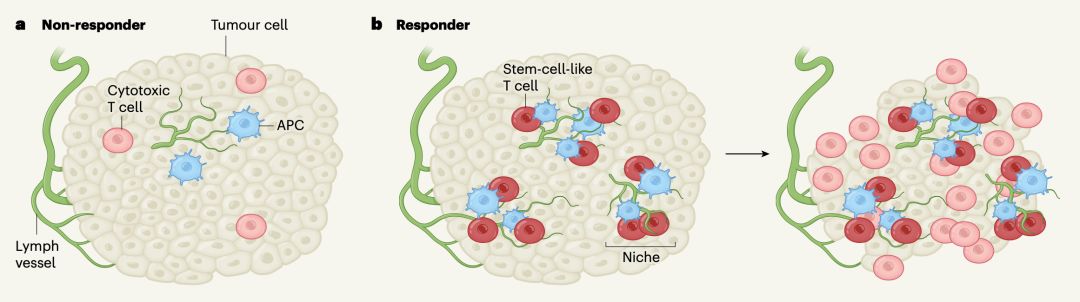 发现了一个肿瘤中浸润性t细胞的全新来源,或许会改变现行免疫治疗模式
