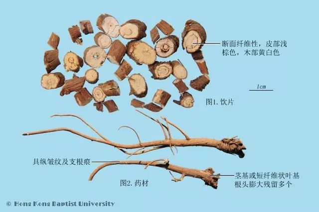 汇群出品 | 中药饮片真伪优劣鉴别图鉴(35种中药,160张图片)