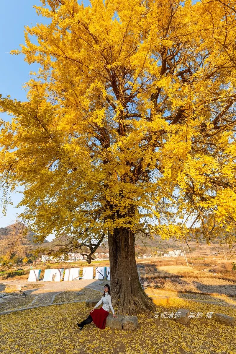 实地拍摄告诉你清远阳山连州千年银杏最新信息!