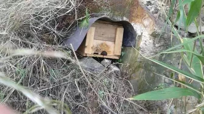 山上诱蜂箱 505f7fe940fd425080d32b7678c520cf.jpeg