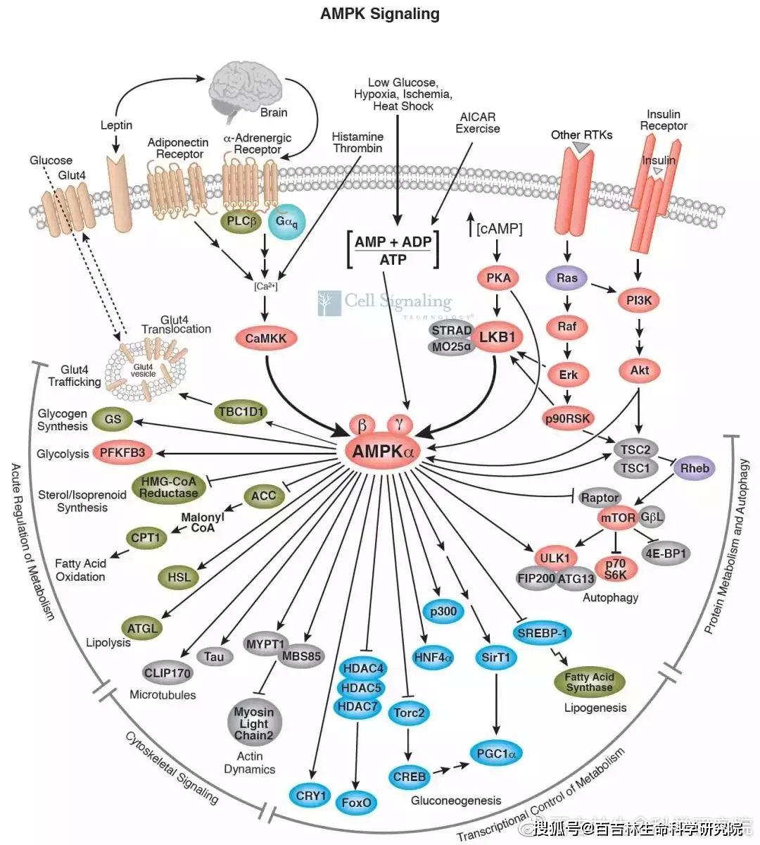 细胞信号通路图解之细胞代谢相关通路_akt