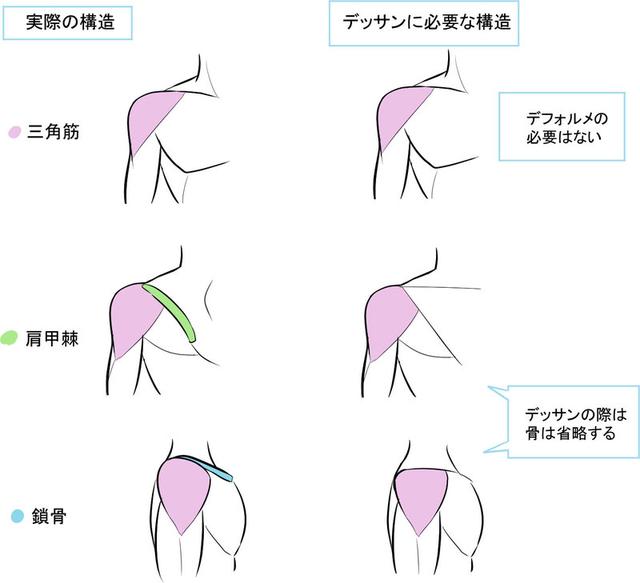 新手小白怎么画人物的肩部?有哪些点要注意?有什么技巧?