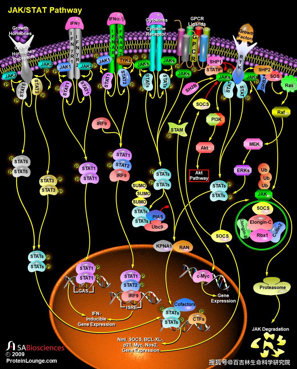 细胞信号通路详解之jakstat通路