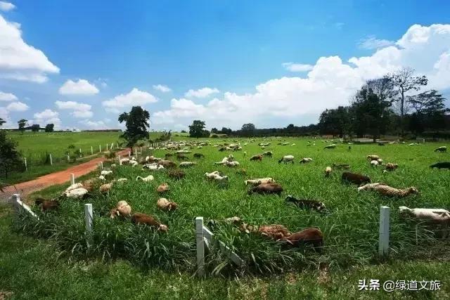 这个养殖农场占地100亩,拥有6000只羊,成功升级为休闲农场