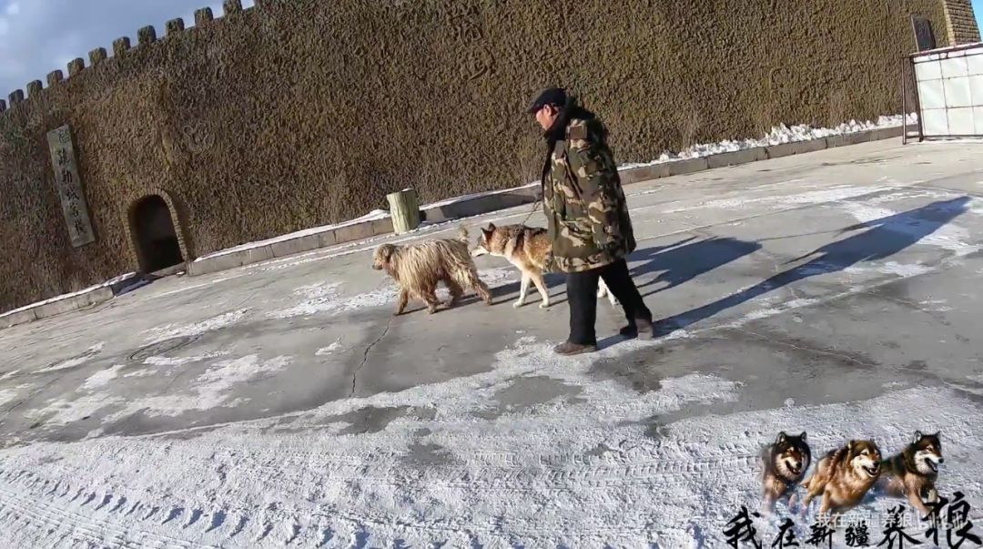 超硬核！養狼20年，這家人把野狼活生生養成了二哈！ 寵物 第6張