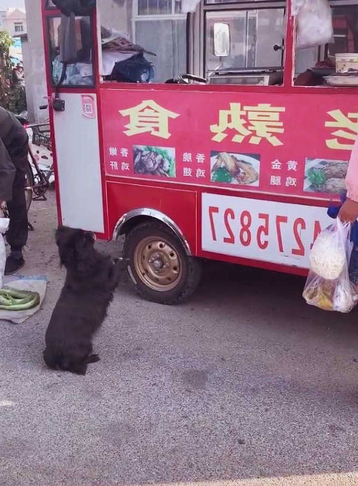 流浪狗向老板作揖討食，但老板的1個舉動，卻把好好的店全毀了！ 寵物 第2張