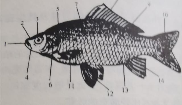 钓鱼科普小知识:认识鱼体结构及各部位功能