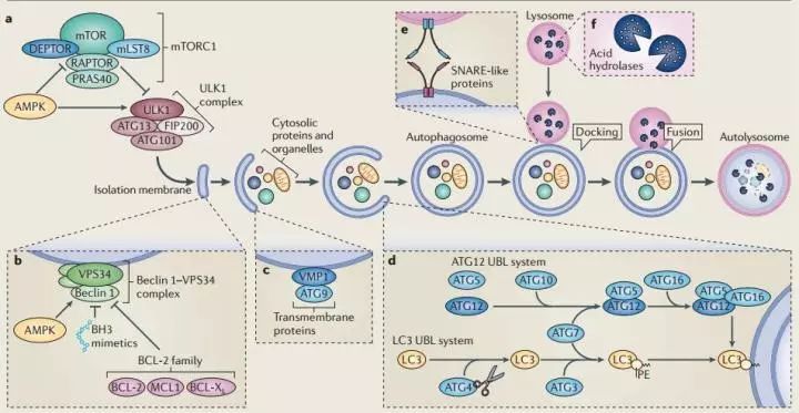 饥饿,细胞内钙离子(这个和内质网应激相关)等均是通过mtor影响自噬