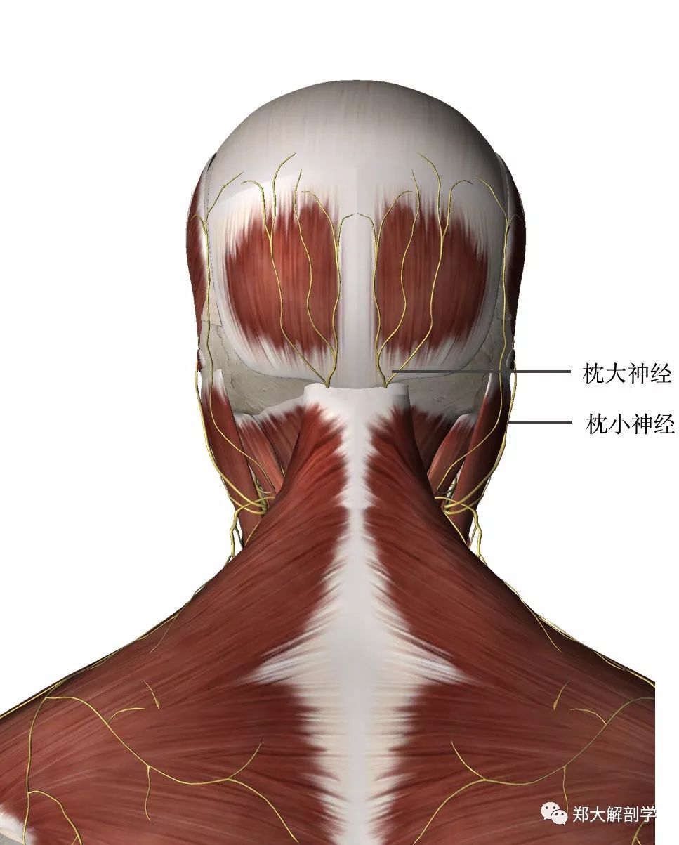 绕寰枢关节后向上行,在枕外隆突旁,上项线处,穿过半棘肌及斜方肌止点