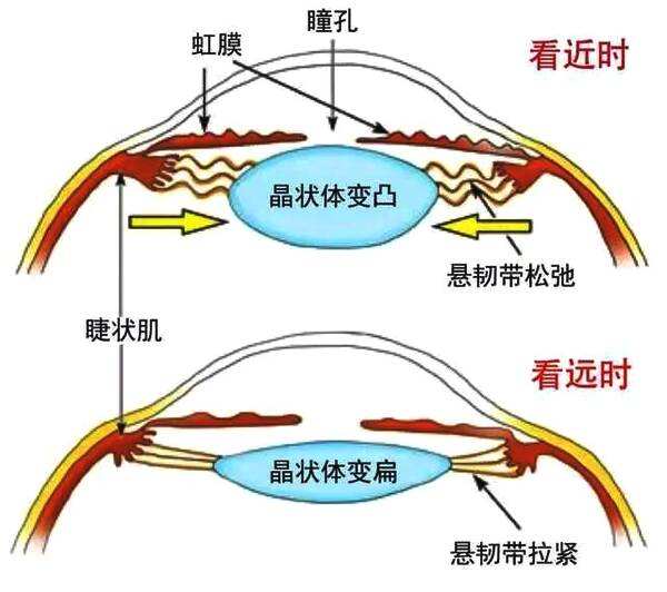 当人们的眼睛长时间,近距离的看东西的时候,这块肌肉最容易发生痉挛.