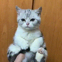 老虎不发威,当我是病猫,恶龙咆哮