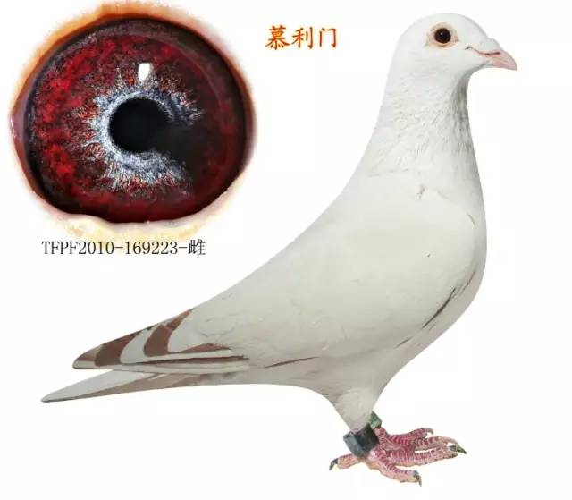 慕利门系与詹森系的鸽之特点!