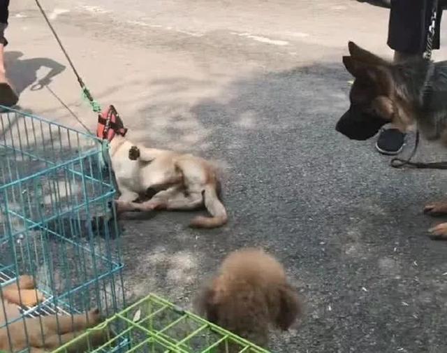 主人要把看門土狗賣掉，狗狗趴著不肯走，接下來的動作，讓人心疼 寵物 第1張