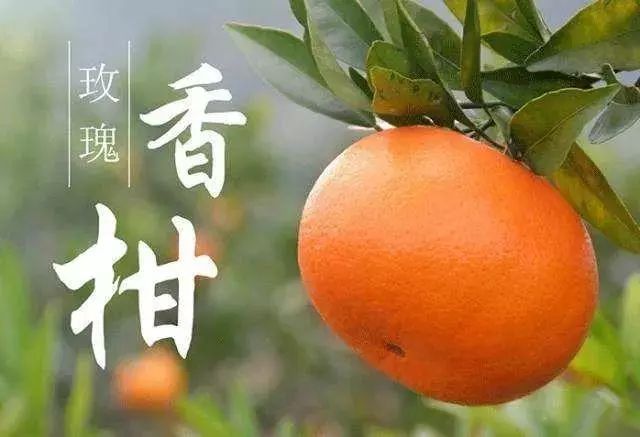 【特产推荐】桂阳本地玫瑰香柑现摘现送超值抢购,让你