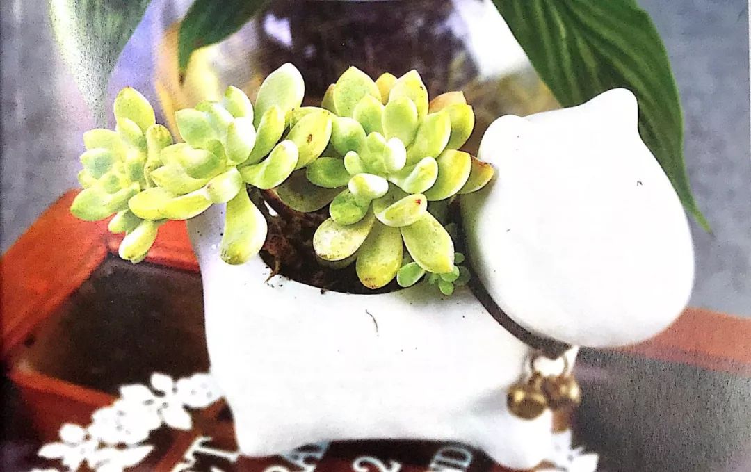 盆栽浇水浇多了怎么办 ad60140dcb9d49dbaae39f5fc01568db.jpeg