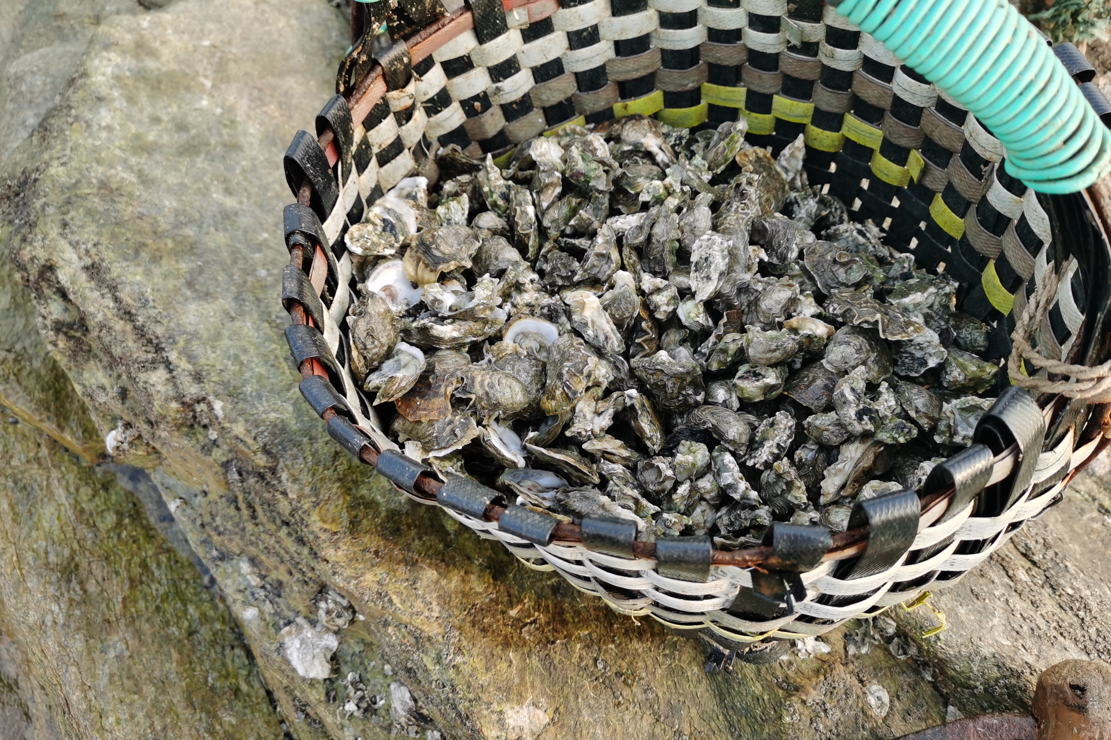 退大潮赶海,石缝里辣螺成堆,野生牡蛎随便挖,你喜欢这种生活吗