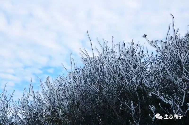 周宁首场雾凇来袭~带你去看冬季最美的仙风山!