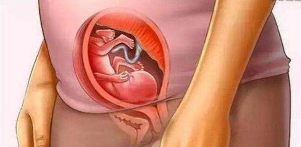 “怀胎十月”，妈和娃都经历了什么？四步带你看清楚整个孕期