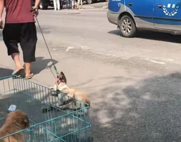 主人要把看門土狗賣掉，狗狗趴著不肯走，接下來的動作，讓人心疼 寵物 第2張