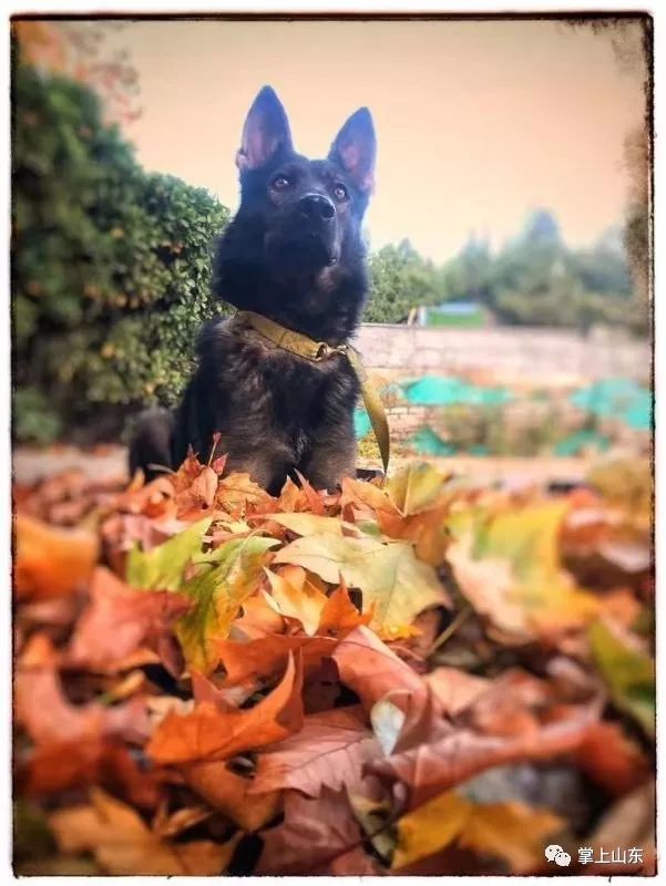 小型犬排名全国第一 da38171aec454fd29889b48731549549.jpeg