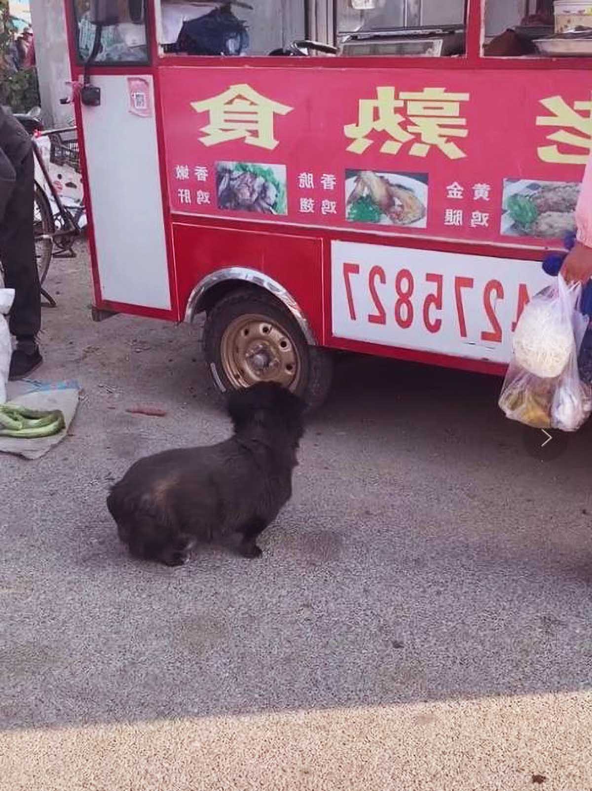 流浪狗向老板作揖討食，但老板的1個舉動，卻把好好的店全毀了！ 寵物 第1張