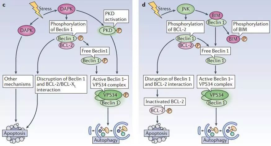 自噬与凋亡的相互作用