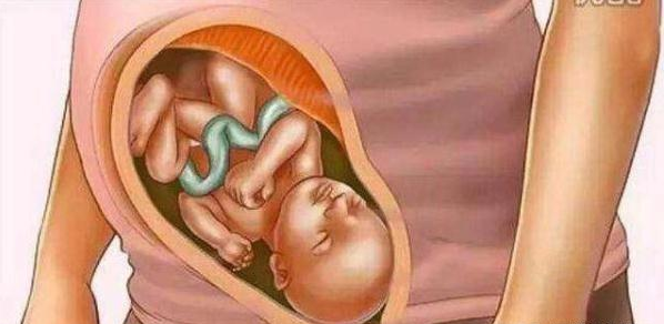 “怀胎十月”，妈和娃都经历了什么？四步带你看清楚整个孕期