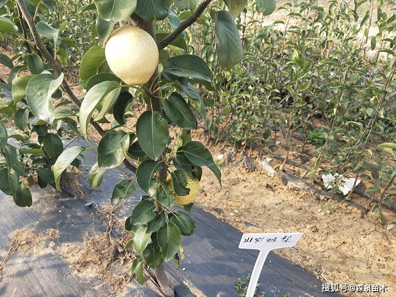 山农酥梨梨树苗品种解析
