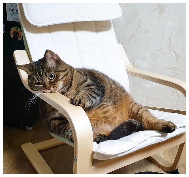 日本超级大胖猫在网络走红,胖成球的猫咪卖萌太可爱了