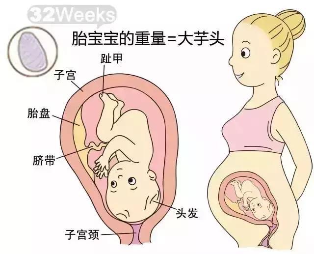 1-40周胎儿变化详情,看看你的宝宝到哪个阶段了?
