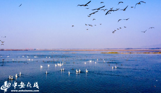 安徽庐江:黄陂湖湿地迎来大量越冬候鸟(组图)