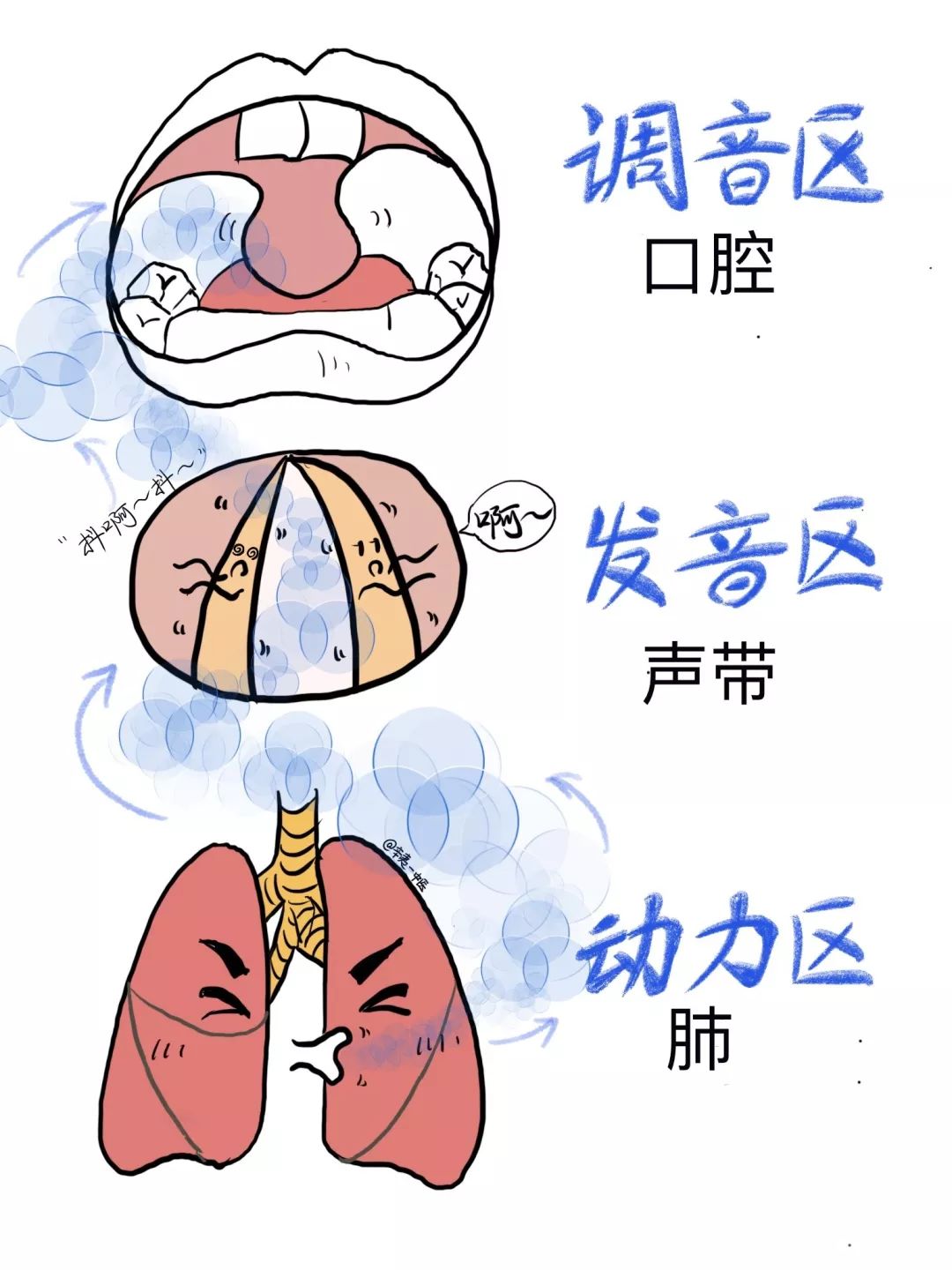 发出来的？”声音由肺通过呼吸产生气流，震动声带，最后由口腔构音而成