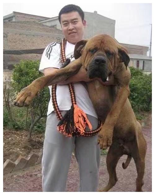 最新排名世界上最凶猛最凶残的斗犬