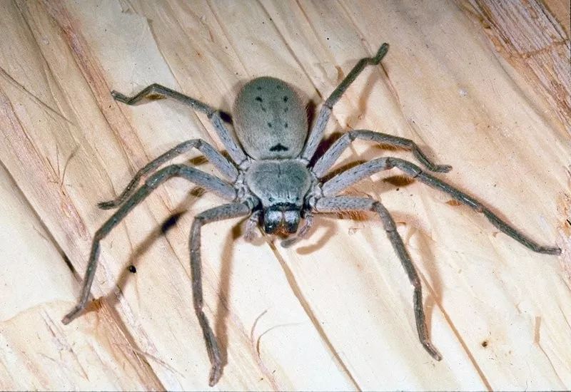 澳洲新发现!如果你家看到一只这种蜘蛛,就代表
