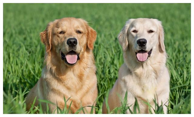 金毛犬拉布拉多犬如何区分你更想养哪个