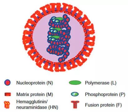 腮腺炎病毒属于副黏病毒科,基因组是单链(-)rna,包含15384个核苷酸