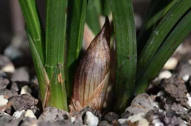 预防兰花消苞正当时,南北侧重点不同,6大原因,1招解决